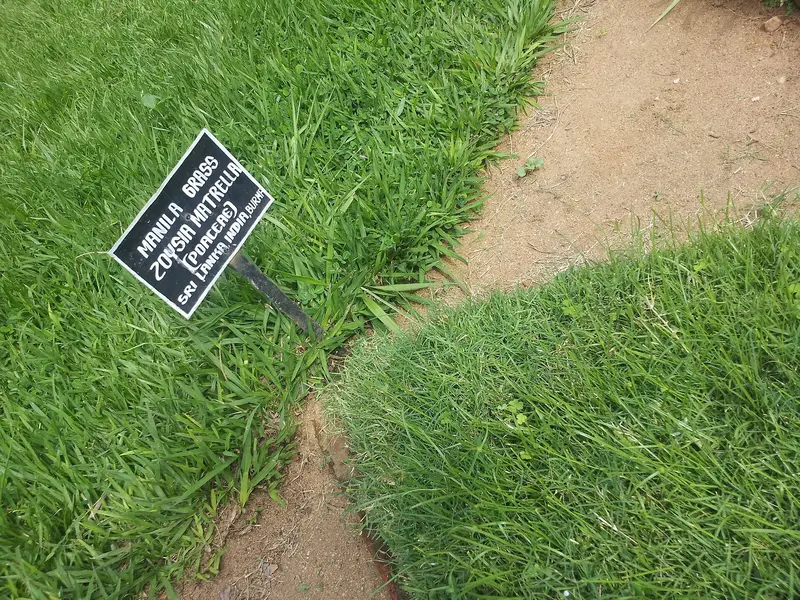 A zoysia lawn edge beside bare soil