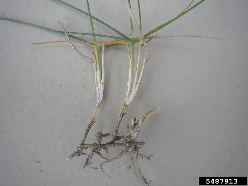 Zoysia roots and runners