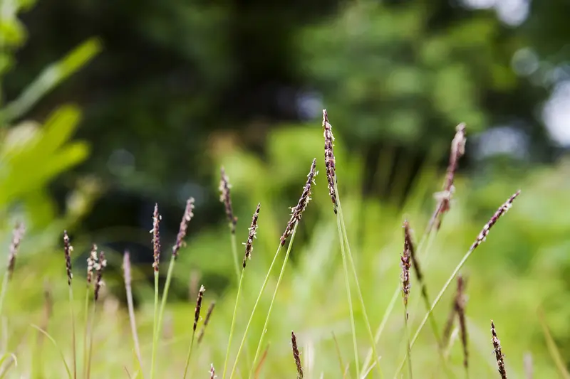 Zoysia seed heads against blurred trees